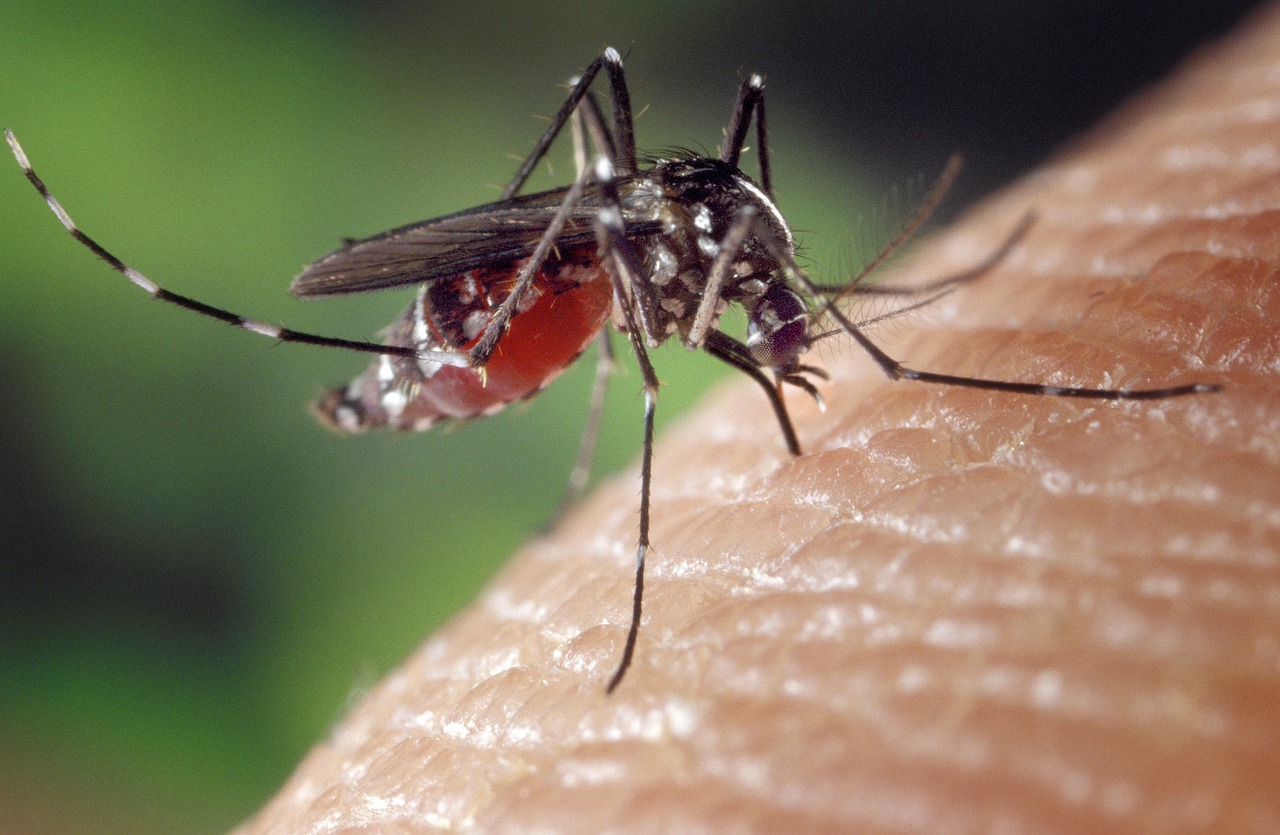 Beban Ekonomi Dengue di Indonesia Capai Rp8,7 Triliun