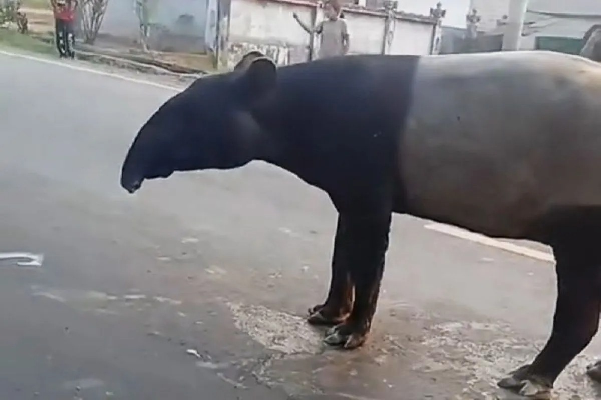 Kemenhut Ungkap Kronologi Kematian Tapir Dilindungi di Mesuji