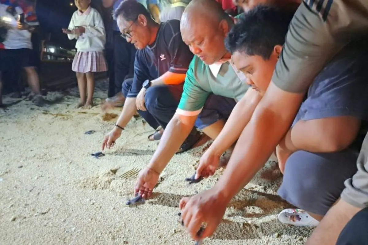 Wagub Kaltim Lepas Tukik di Derawan, Dorong Penyu Jadi Daya Tarik Wisata