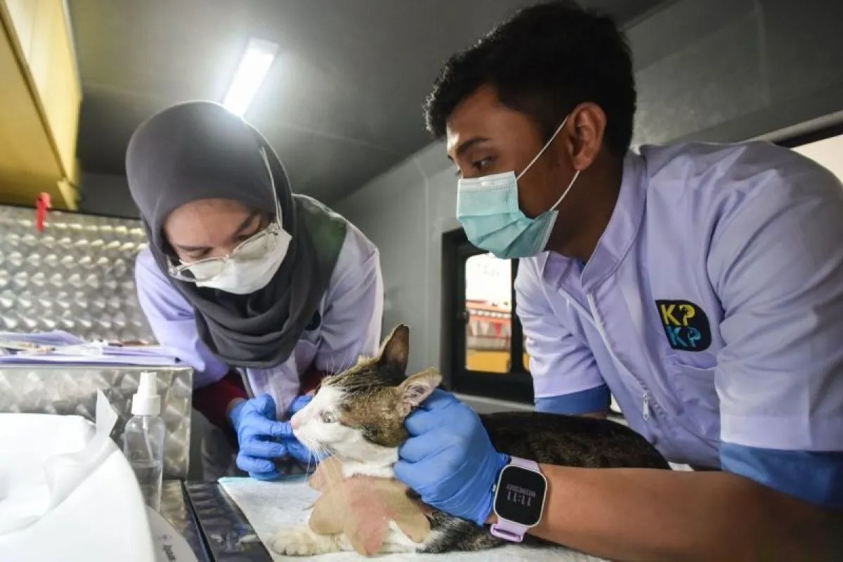 KPKP DKI: Mobil Klinik Hewan Keliling Juga Bisa Periksa Ternak