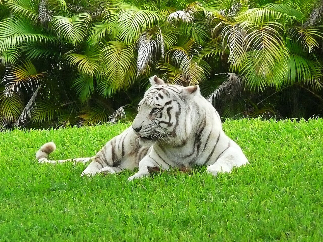 Ilustrasi harimau putih. Wikimedia/Averette