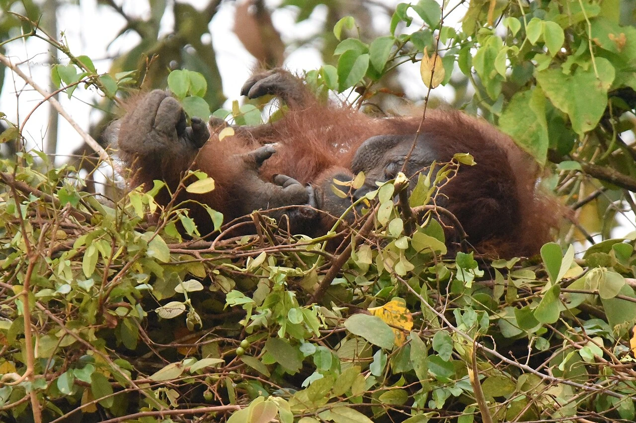 Populasi Orangutan Sumatra Merosot 20% dalam 12 Tahun