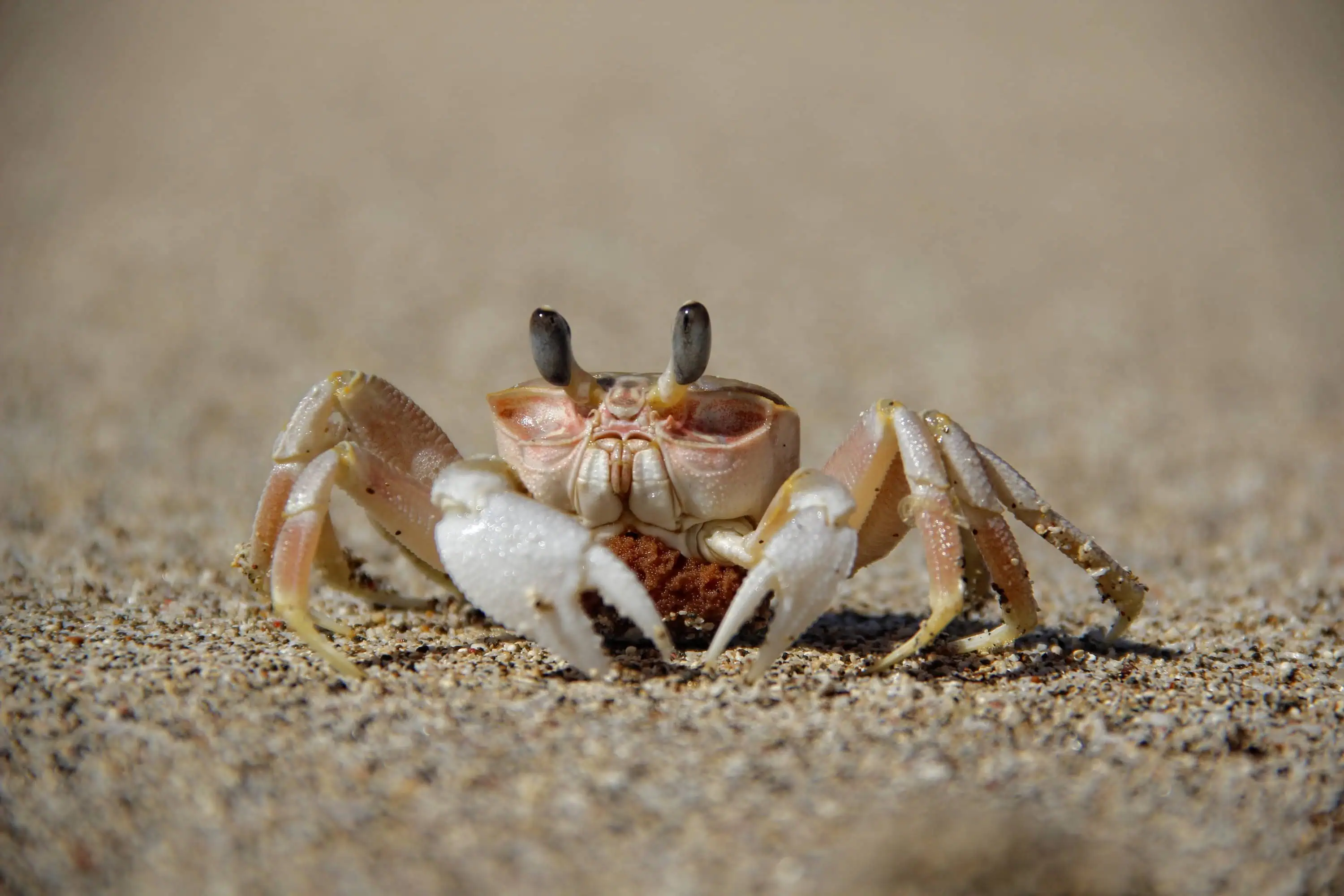 Hati-hati! Ini Ciri dan Cara Menghadapi Orang dengan Crab Mentality