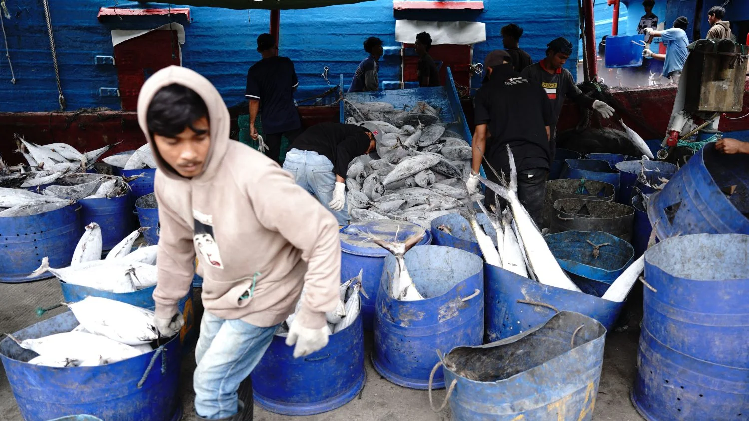 KKP, Ikan, Tuna, Ikan Tuna, Ikan Laut, Tangkapan Nelayan, Nelayan, Laut, Ikan Laut, Kementerian Kelautan dan Perikanan