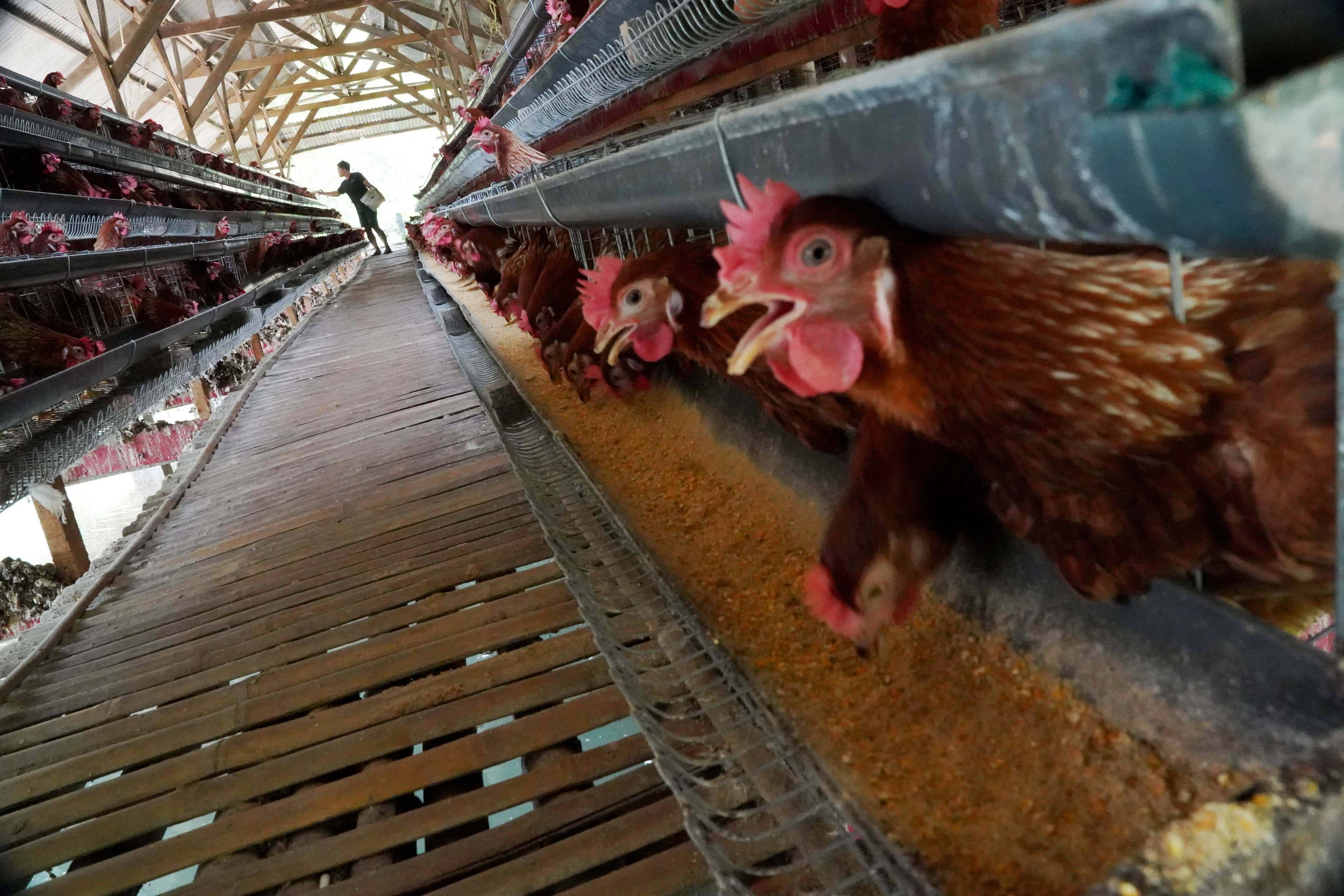 BGN: Danantara Gelontorkan Rp20 Triliun Untuk Peternak Ayam