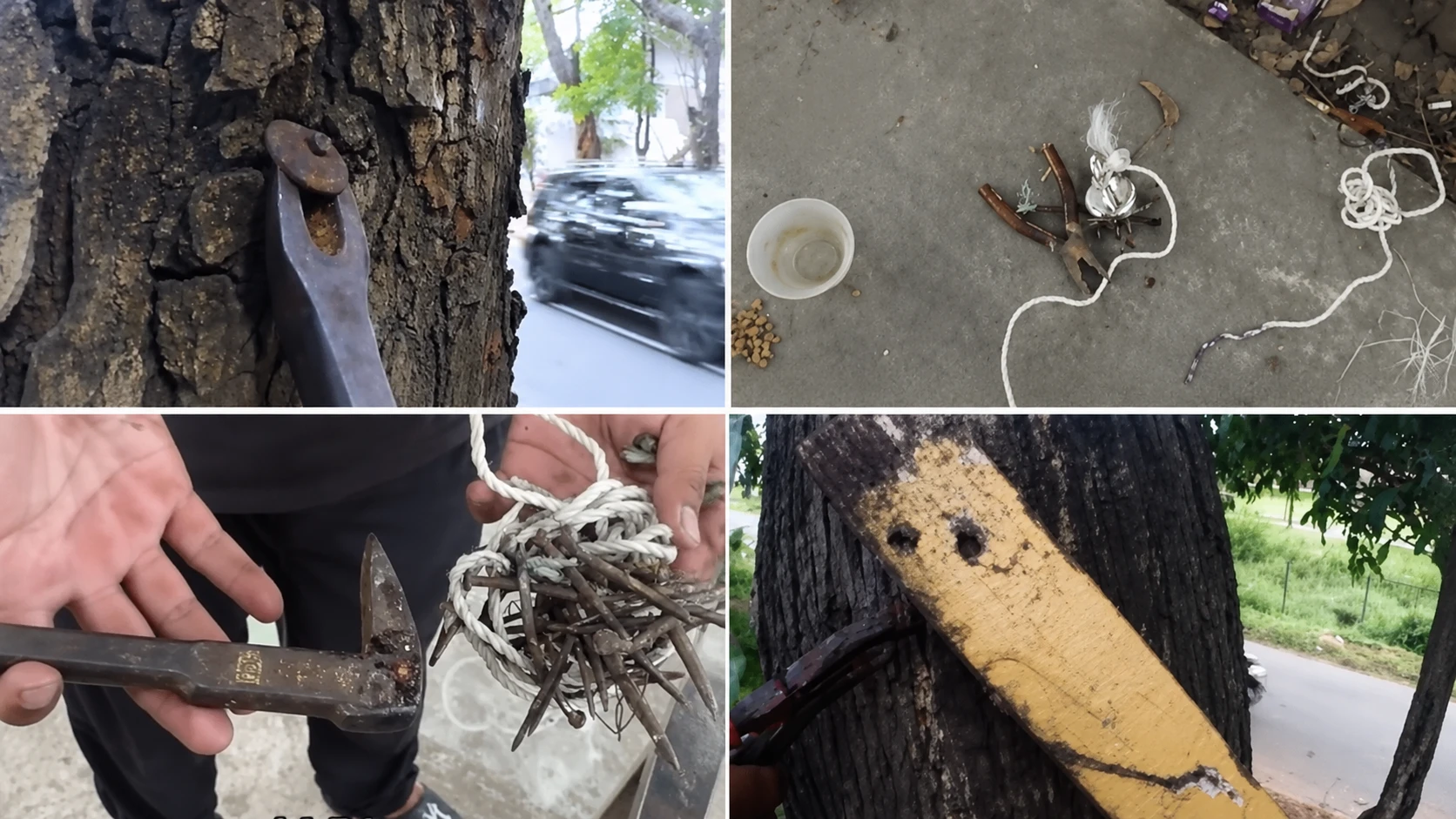 Viral Gerakan Nail Hunter, Cabuti Paku Liar yang Menyiksa Pohon Kota