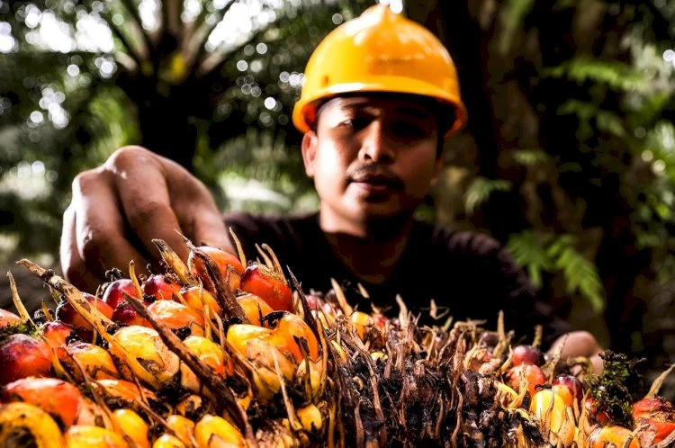 Capaian Keren! RI Produsen Terbesar Sawit Berkelanjutan Global