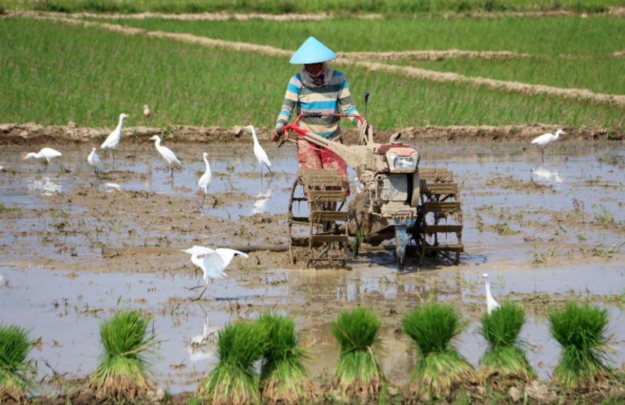 Hari Tani Nasional 24 September dan Keppres yang Menetapkannya