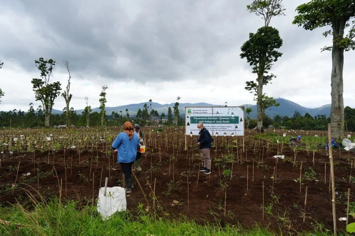 Jabar Pulihkan Lahan Ciater-Pangalengan, 248 Ribu Pohon Teh Ditanam