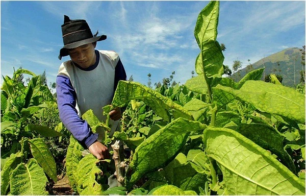 Tembakau Lamuk Tembus Rp350 Ribu/Kg, Petani Temanggung Tunggu Serapan Pabrikan