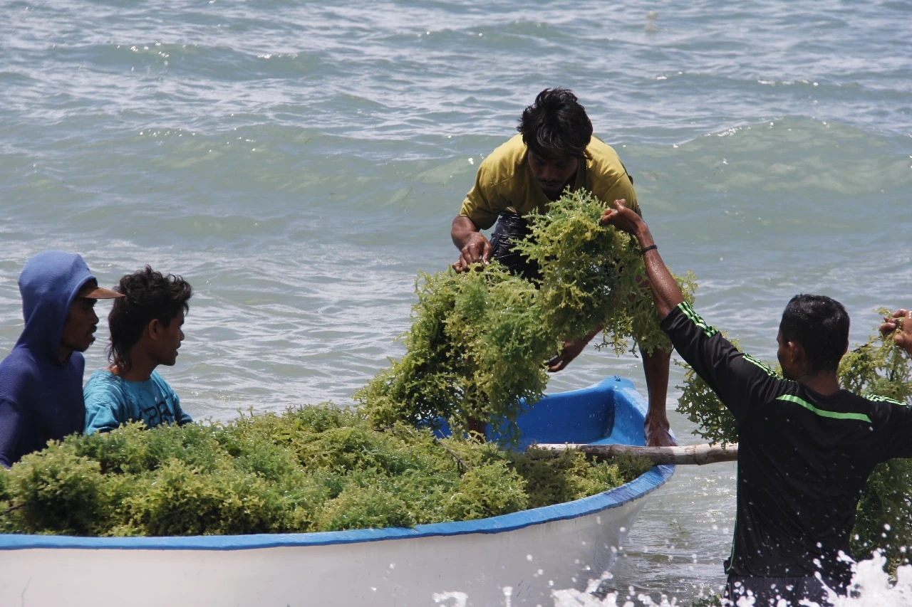 Rumput Laut Indonesia Bebas Tarif Tambahan AS, Peluang Ekspor Makin Lebar