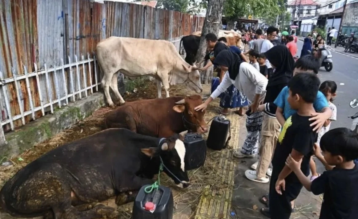 Jelang Iduladha 2026, Polisi Ancam Tindak Pedagang Sapi Glonggongan