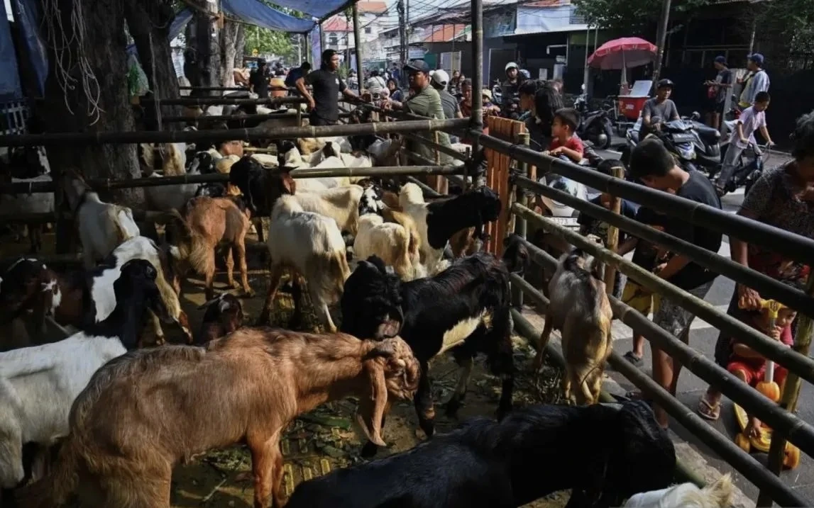 Harga Hewan Kurban di Jakarta Stabil, Banyak Permintaan dari Luar Daerah