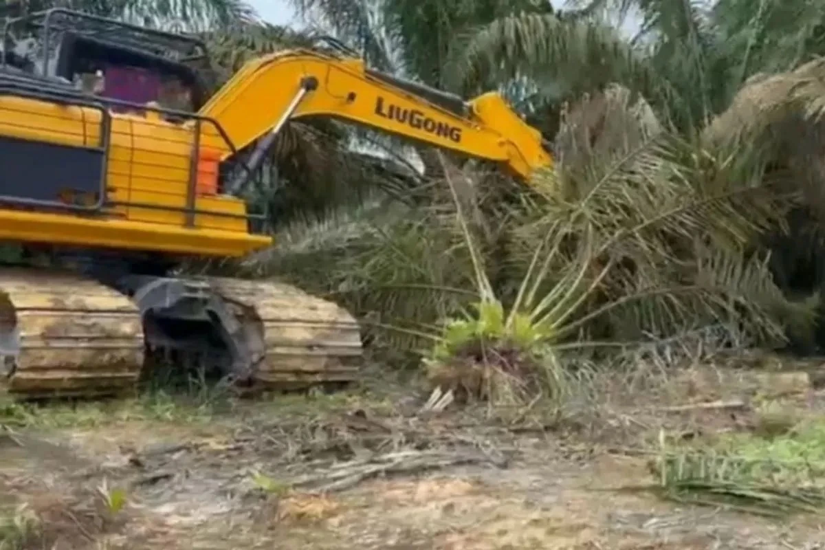 Pemilik Sawit Diberi Waktu Tiga Bulan Musnakan Pohon Sawit di TN Tesso Nilo
