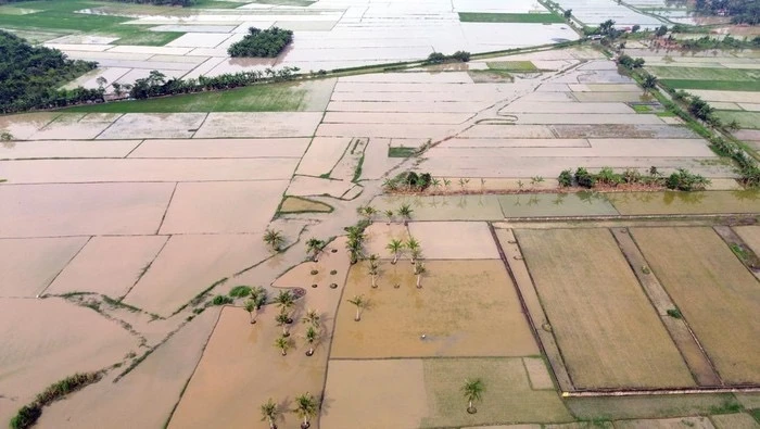 Mentan Pastikan Segera Tangani 40 Ribu Ha Sawah Terdampak Banjir di Sumatera