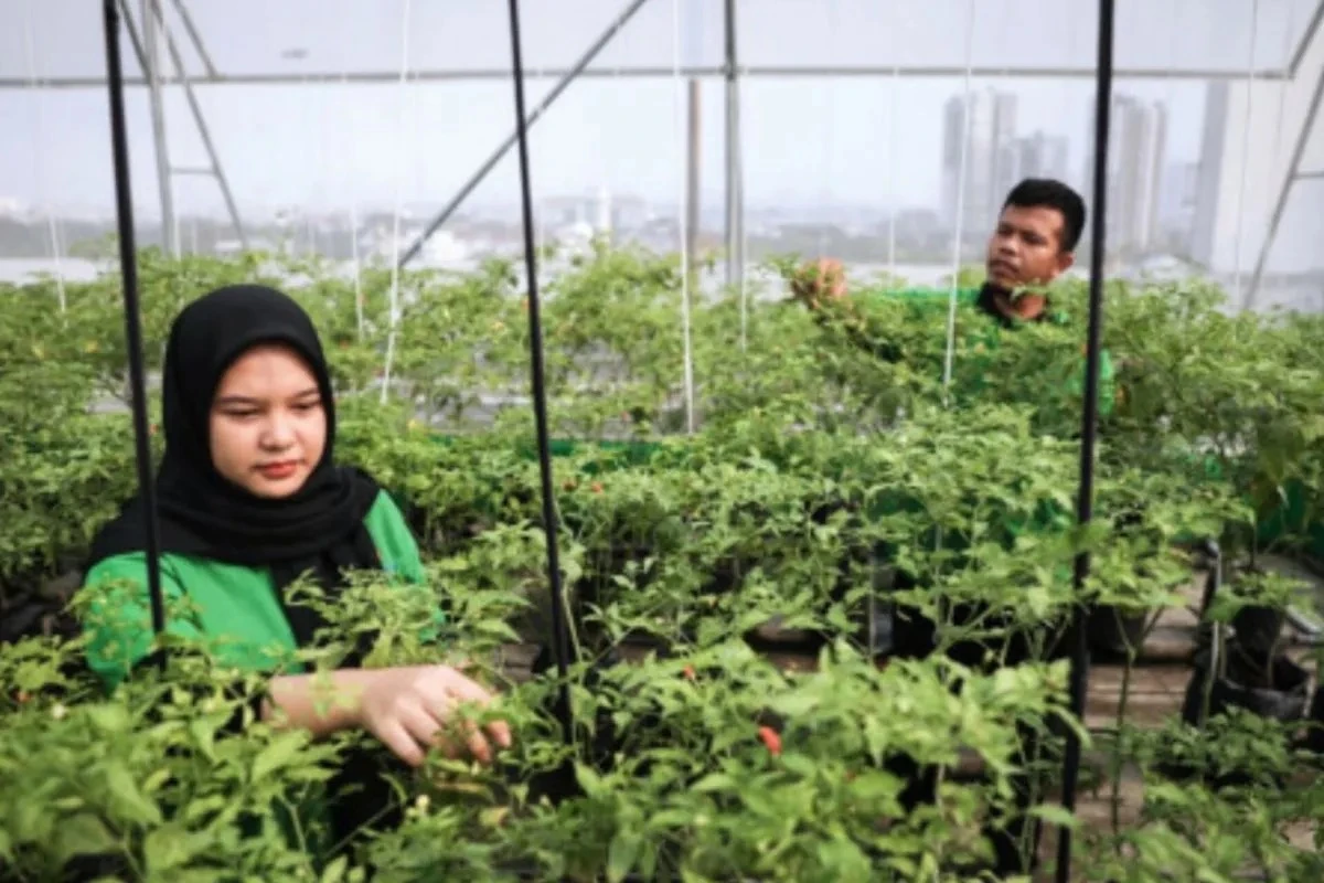 Jakarta Punya 1.600 Titik Urban Farming, DKI Dorong Warga Tanam Pangan Sendiri