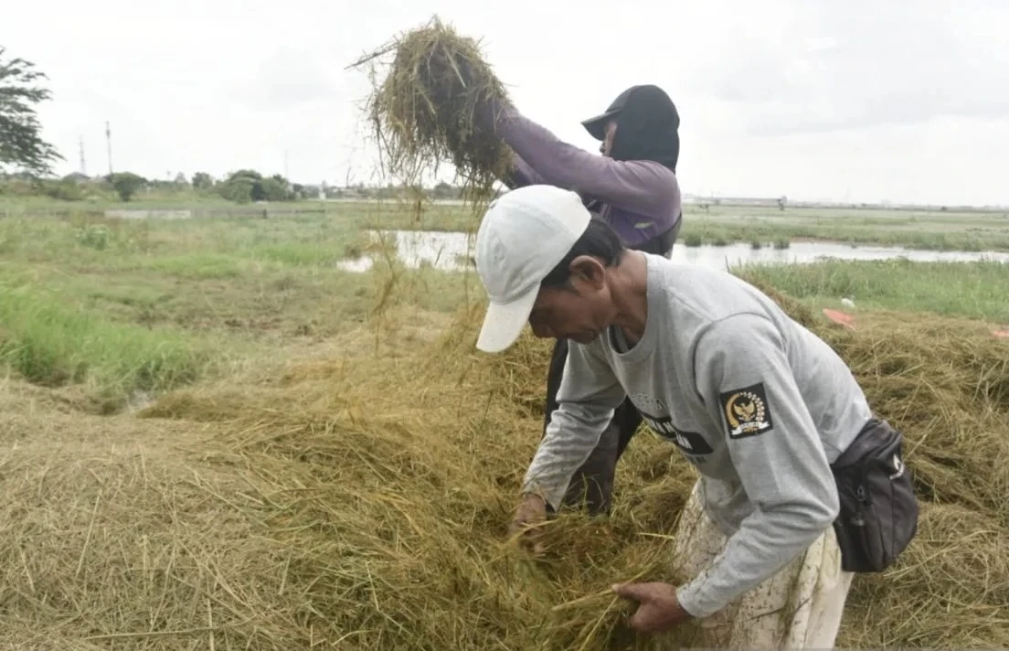 Sawah Lama Terendam Banjir, Petani Jakut Minta Drainase Diperbaiki