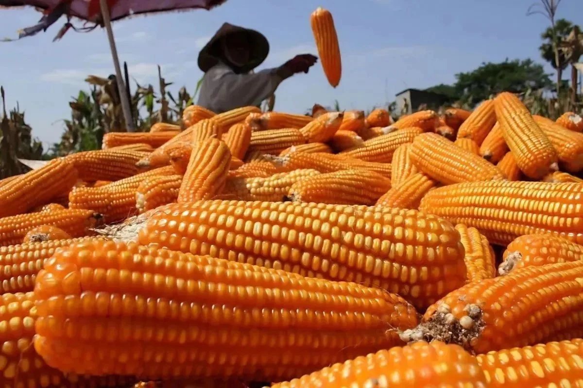 Jagung