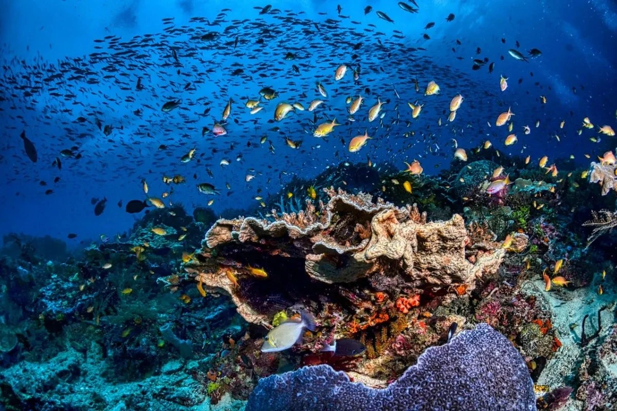 kekayaan bahari Indonesia Timur