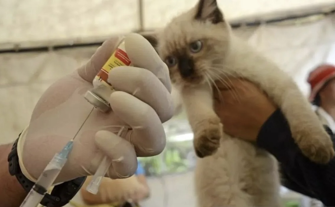 Vaksinasi Rabies Di Jakarta Jangkau 36 Ribu Hewan