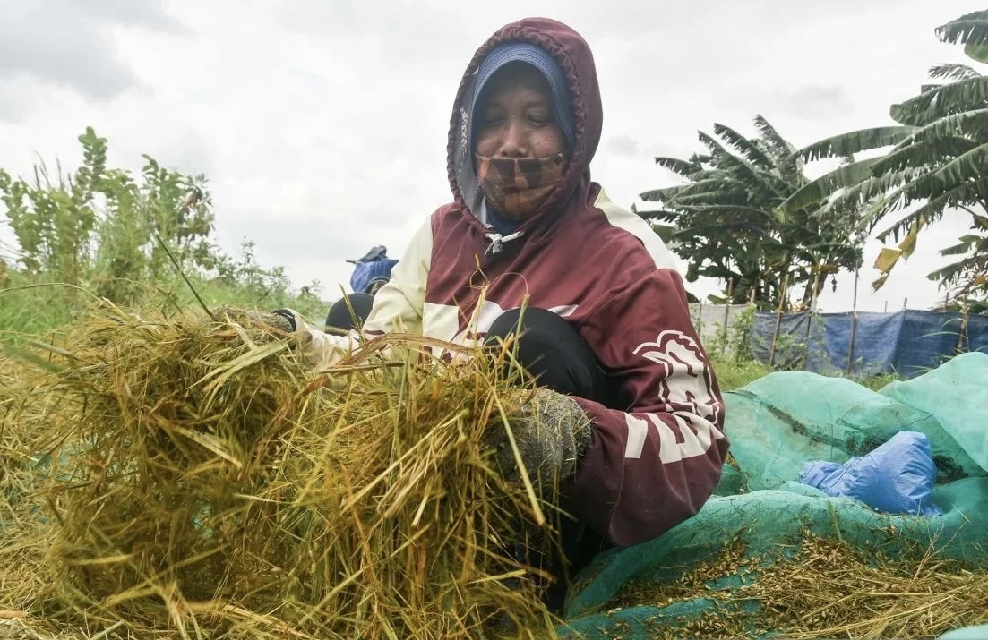 BPS Catat NTP Naik 1,99% pada Mei 2026, Nelayan Justru Turun 0,47%