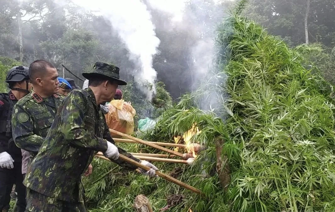 BNN Ubah Ladang Ganja di Aceh Jadi Kebun Kopi