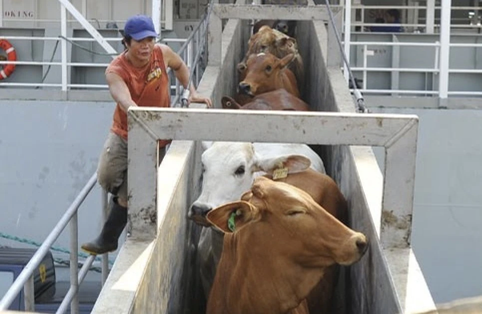 2026, Dharma Jaya Bakal Impor 7.500 Ekor Sapi Hidup dari Australia