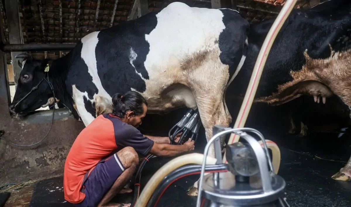 Swasembada Susu Tak Cukup Tambah Sapi, Pasar Peternak Harus Dijamin