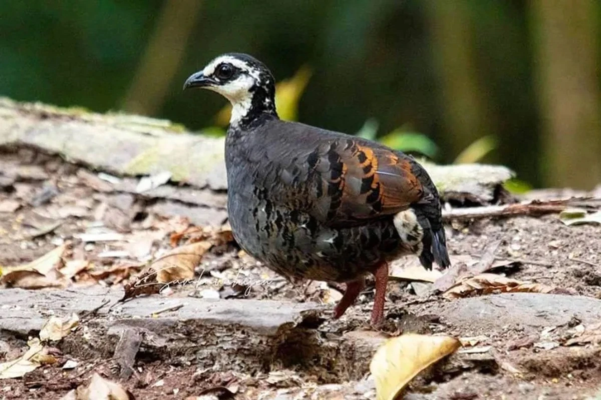 Burung puyuh gonggong biasa di Pegunungan Ijen