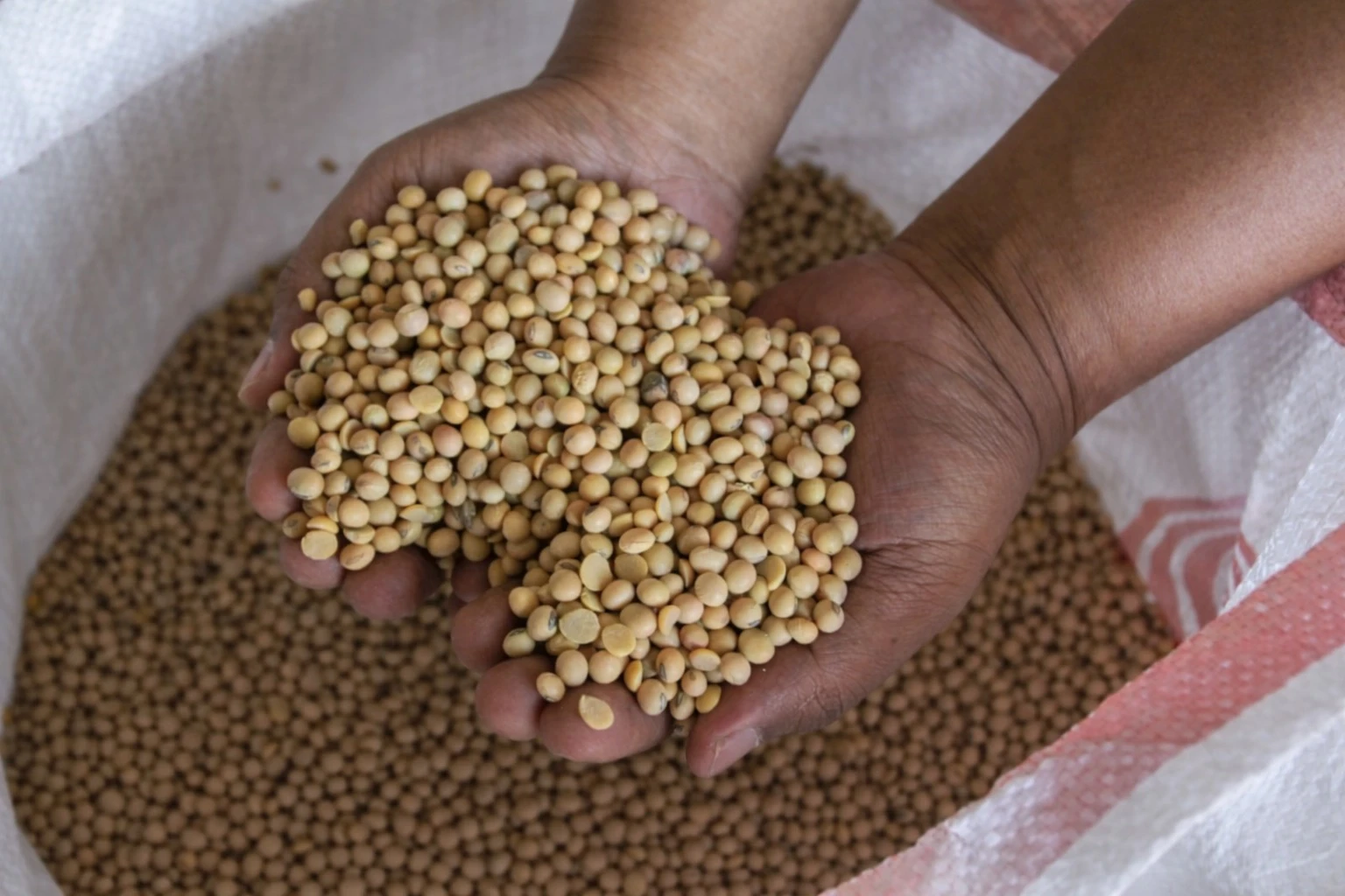 Subsidi Kedelai, Pemerintah Kucurkan Rp500 Miliar untuk Jaga Stabilitas Harga Tahu dan Tempe