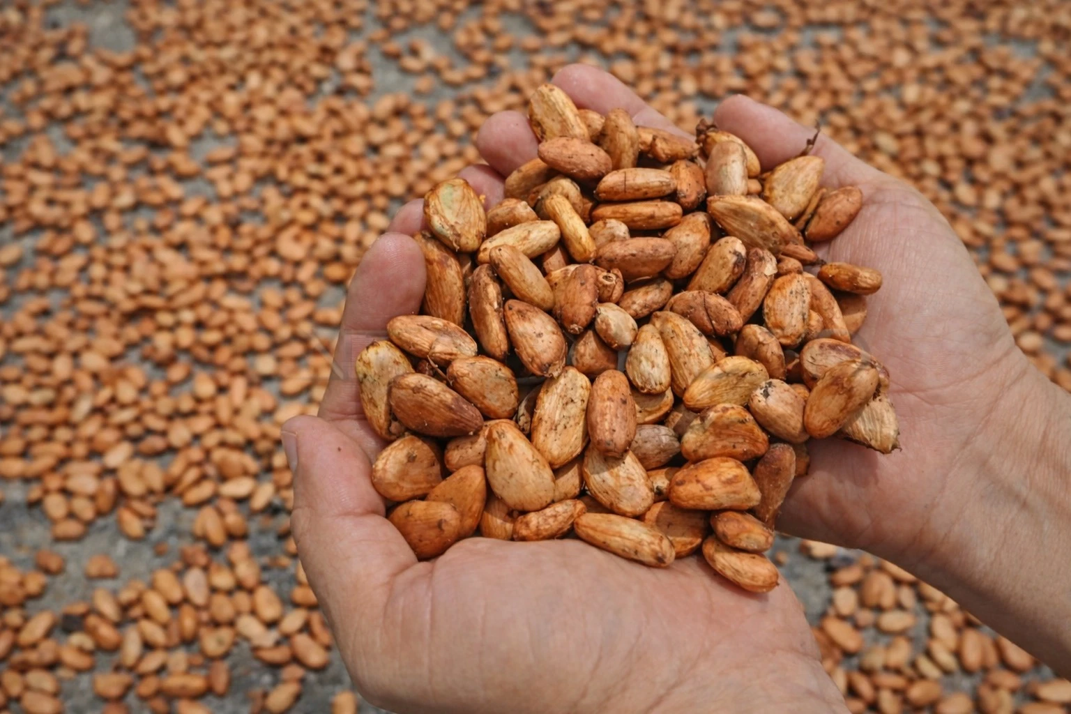 Penutupan Selat Hormuz Bikin Harga Biji Kakao Juni 2026 Naik 17,2%