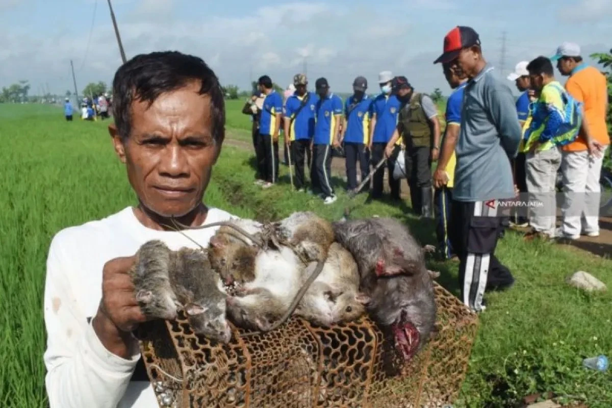 BRIN Ingatkan Potensi Kembalinya Wabah Pes di Indonesia