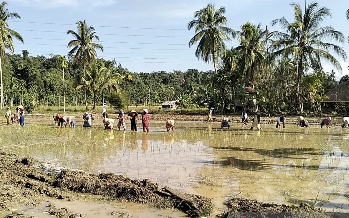 Di Tengah Ancaman Godzilla El Nino, Mentan Jamin Stok Beras Nasional