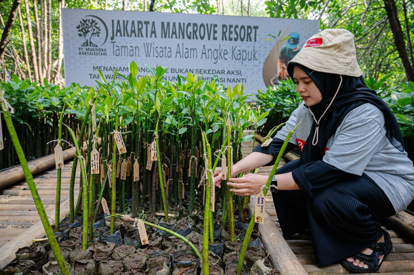 Kurangi Ancaman Pesisir Jakarta, Prudential Tanam 5.500 Mangrove