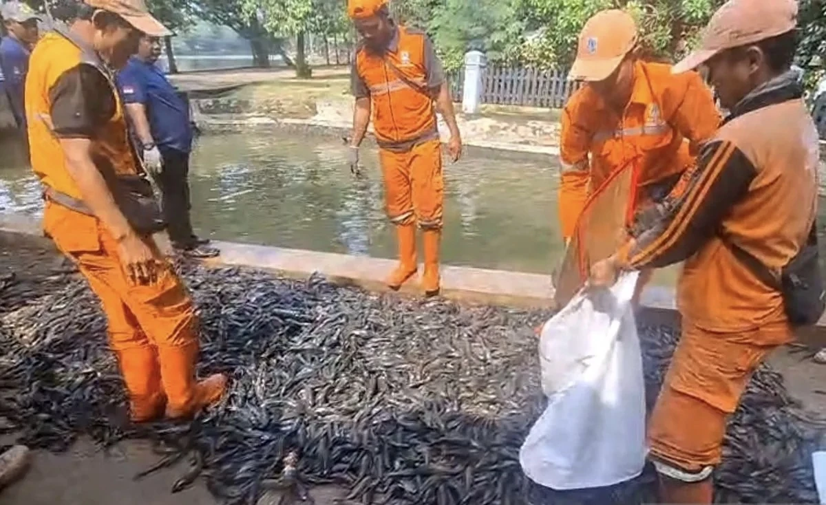 Kenapa Ikan Sapu-Sapu Harus Dibasmi? Ini Dampaknya bagi Sungai dan Ikan Lokal