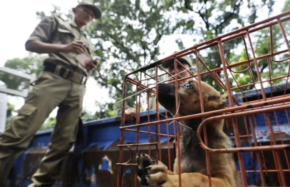 Pergub Terbit, Penjualan Daging Anjing dan Kucing di Jakarta Resmi Dilarang