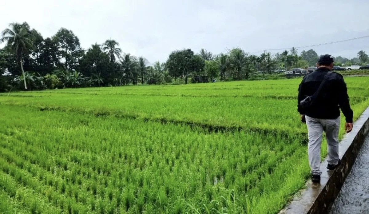 Kementan Kejar 1.011 Hektare Cetak Sawah Papua Barat, Target Tanam Oktober
