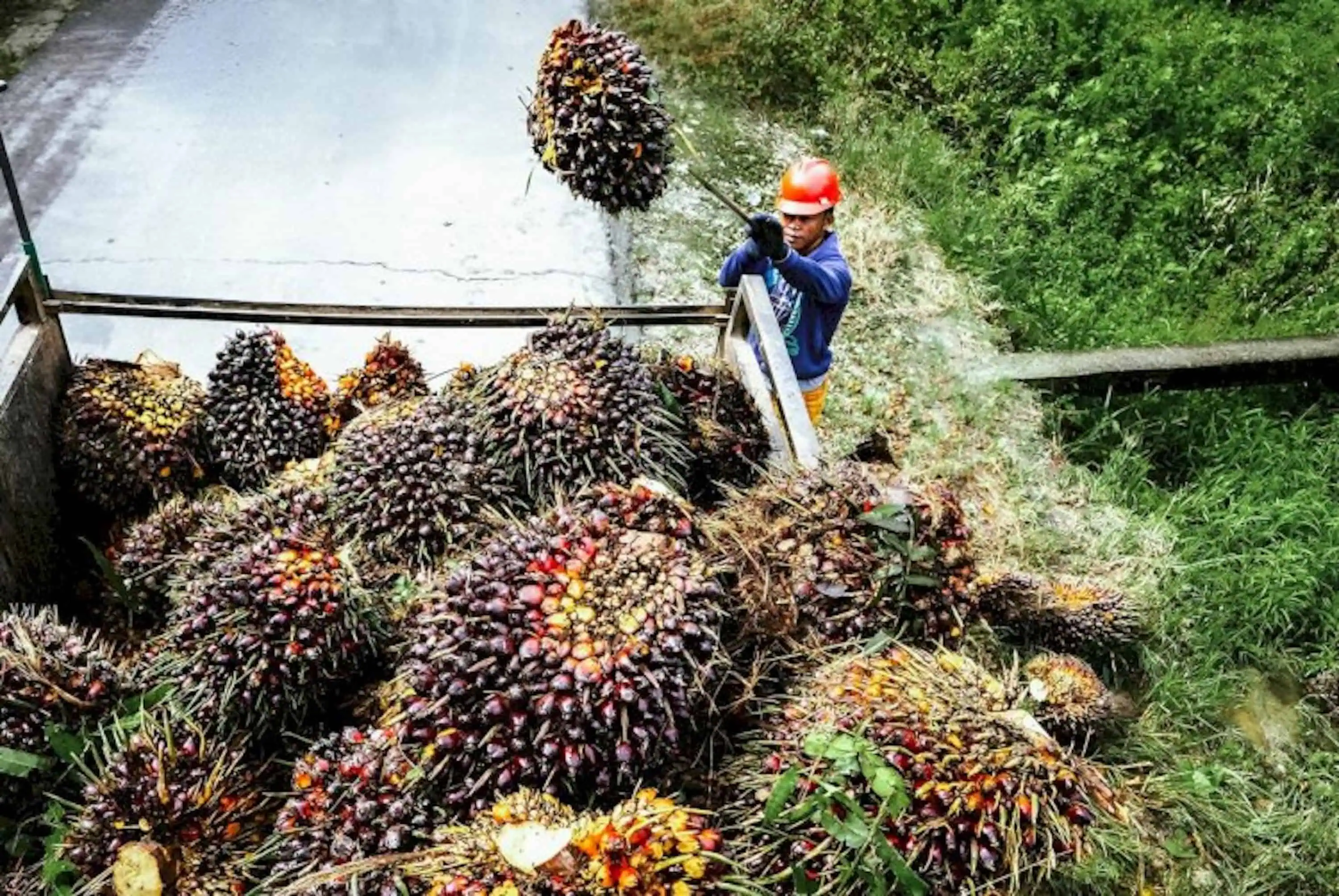 Tren 10 Tahun: Produksi Sawit RI Terus Naik, Tapi Produktivitas Stagnan