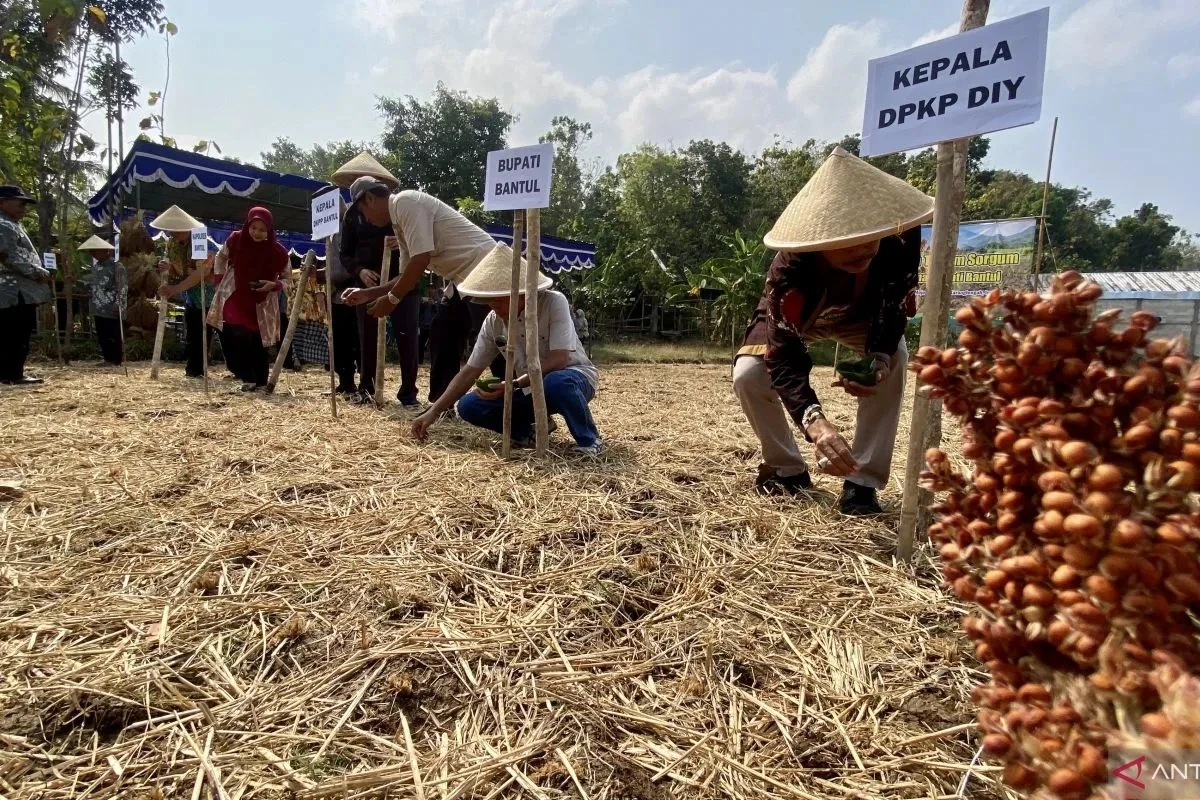 Bantul Hidupkan Lagi Sorgum, Sasar Lahan Marginal untuk Diversifikasi Pangan Lokal