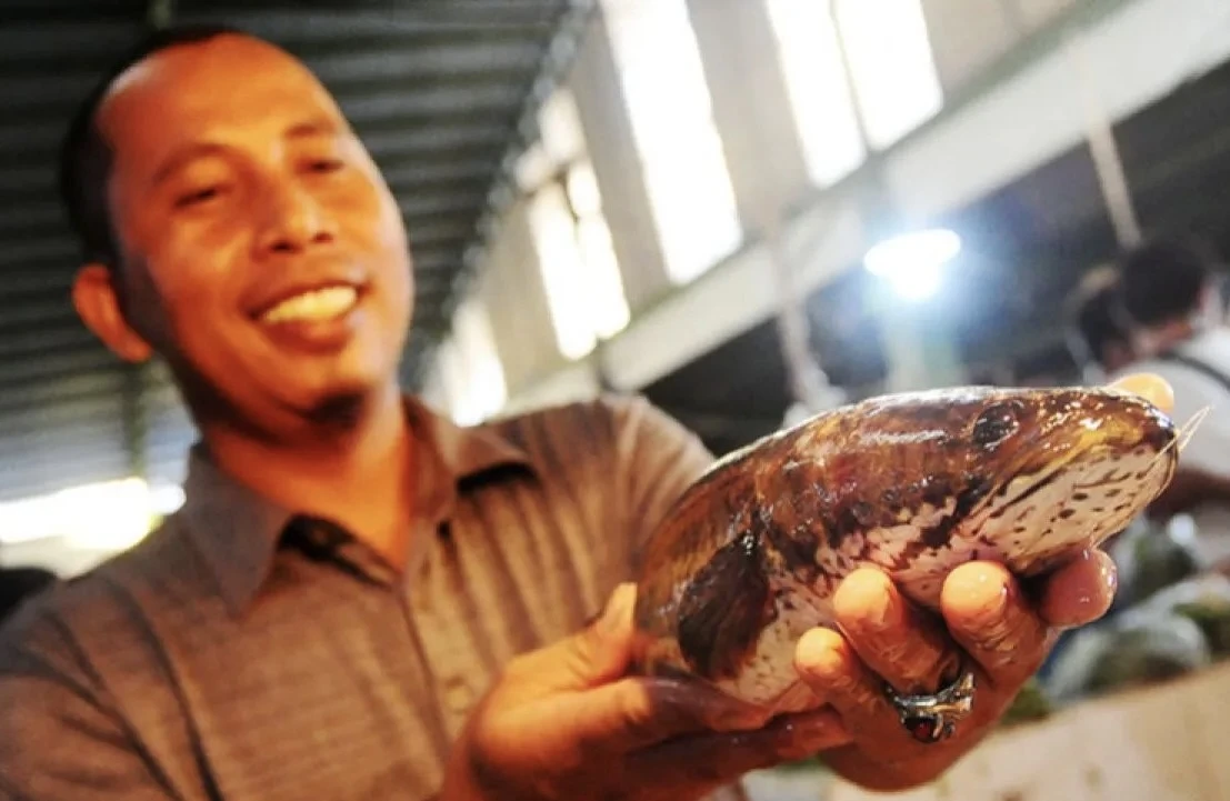 BRIN: Ikan Gabus Berpotensi Jadi ‘Superfood’ Lokal Indonesia