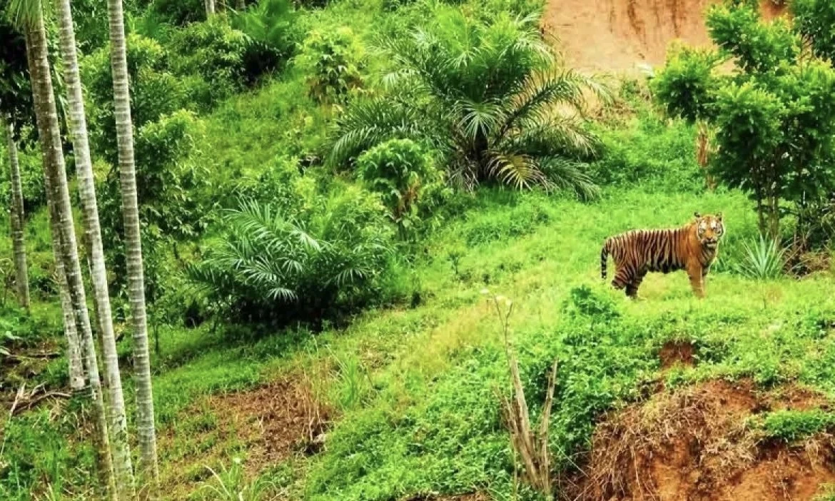 Harimau Sumatra Muncul Dekat Permukiman Aceh Timur, BKSDA Kerahkan Tim Patroli