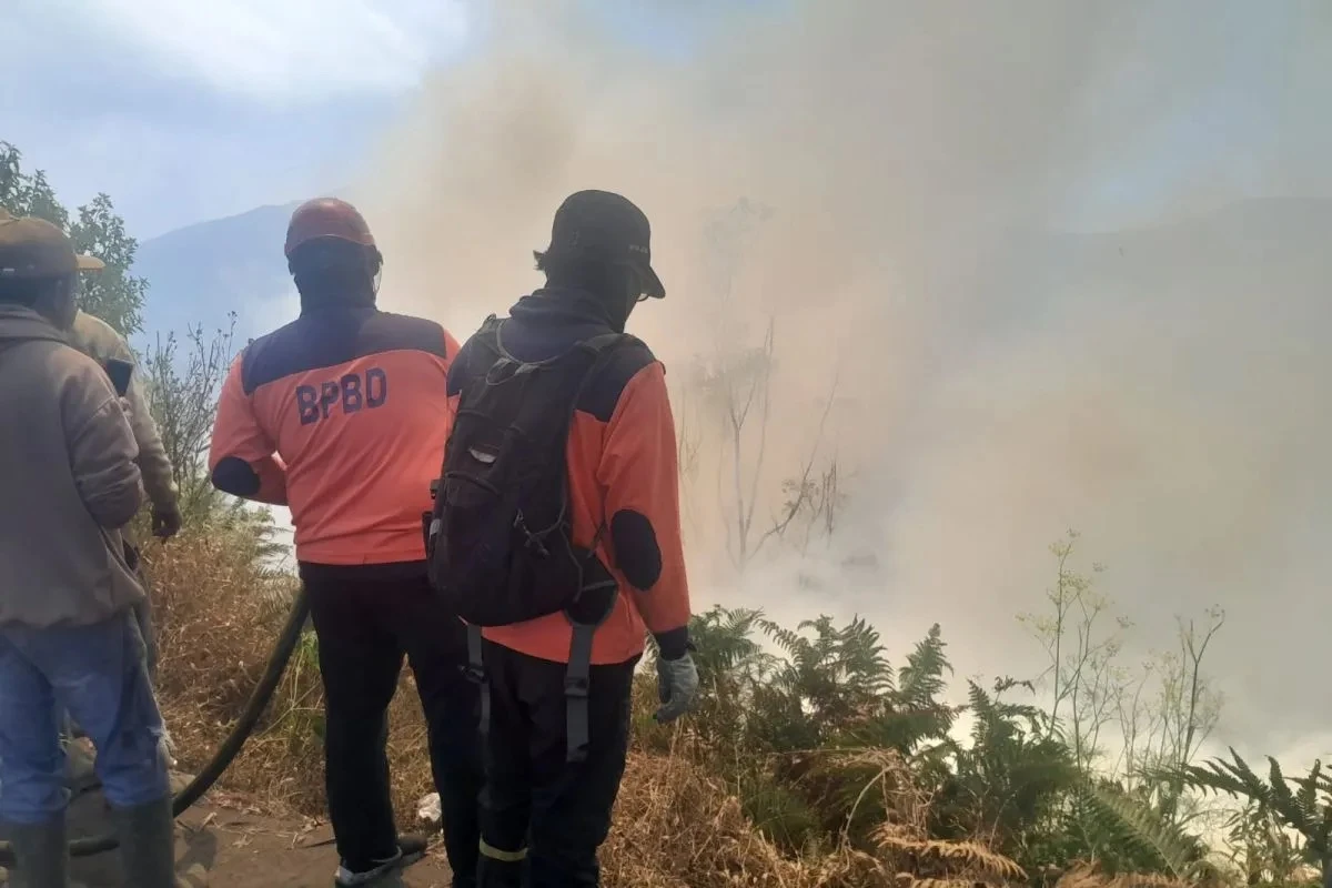 Kebakaran Bromo Menjalar ke Malang, 50 Hektare Lahan Terbakar