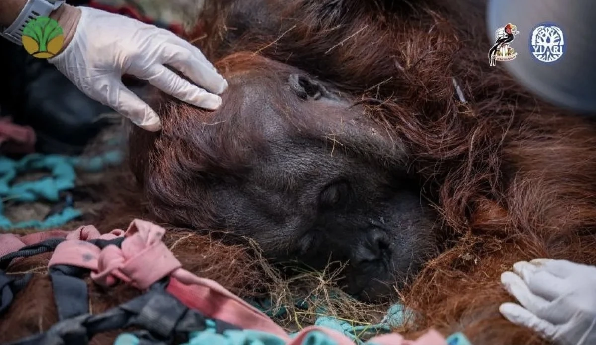 Karhutla Ketapang: Orangutan Lemas, Diduga Hipoksia akibat Asap