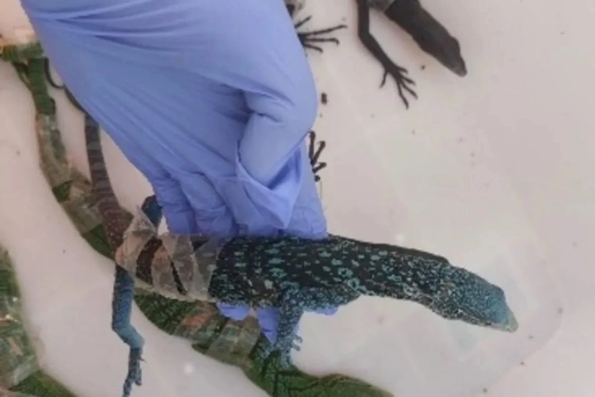 WNA Korsel Selundupkan 8 Biawak dalam Koper di Soetta, Kemenhut Telusuri Jaringan