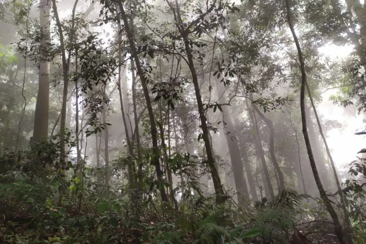 Datang ke Kemenhut, Kejagung: Cocokan Data Kawasan Hutan