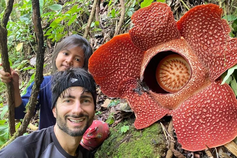 Dua Bunga Rafflesia Arnoldii Mekar Serentak di Rejang Lebong