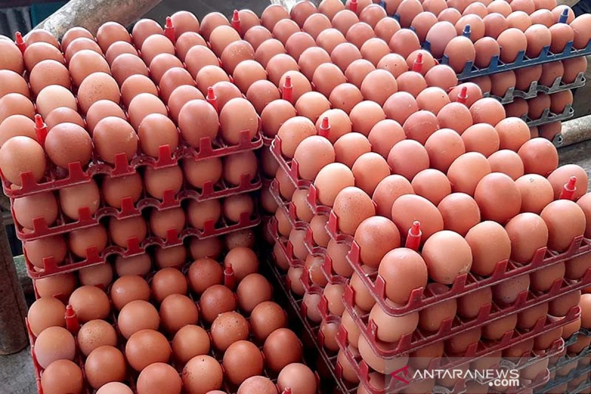 Inflasi Oktober 2025 Naik, Program MBG Picu Permintaan Telur dan Ayam