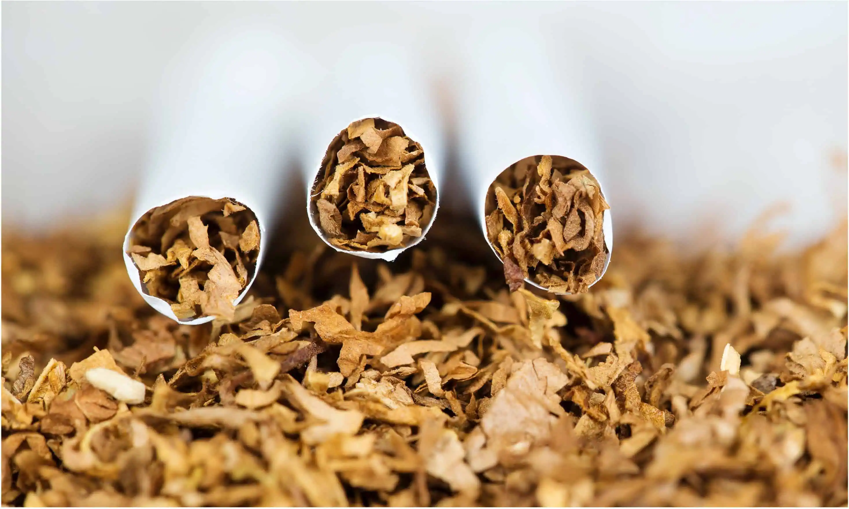 Rekap Kinerja Emiten Rokok Kuartal III 2025, Wismilak Juara