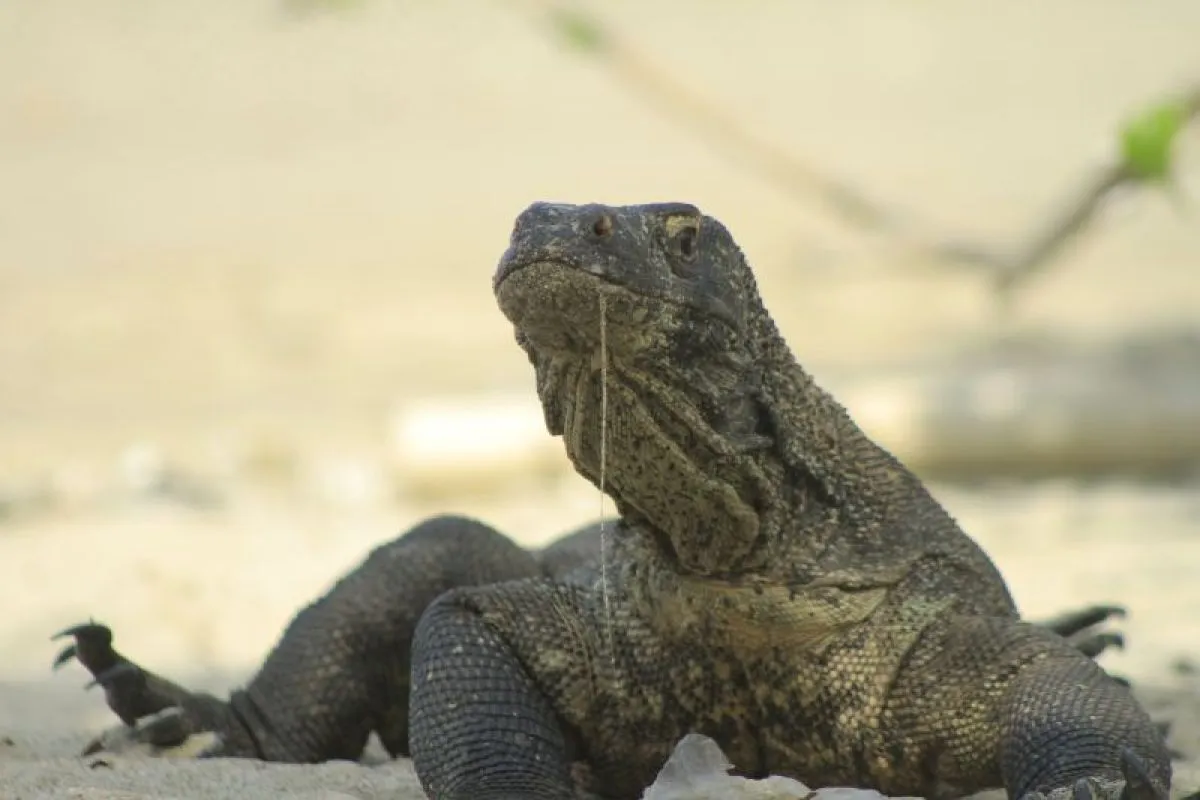 Komodo Bisa Berenang ke Thailand? Polisi Ungkap Sindikat Penyelundupan Satwa