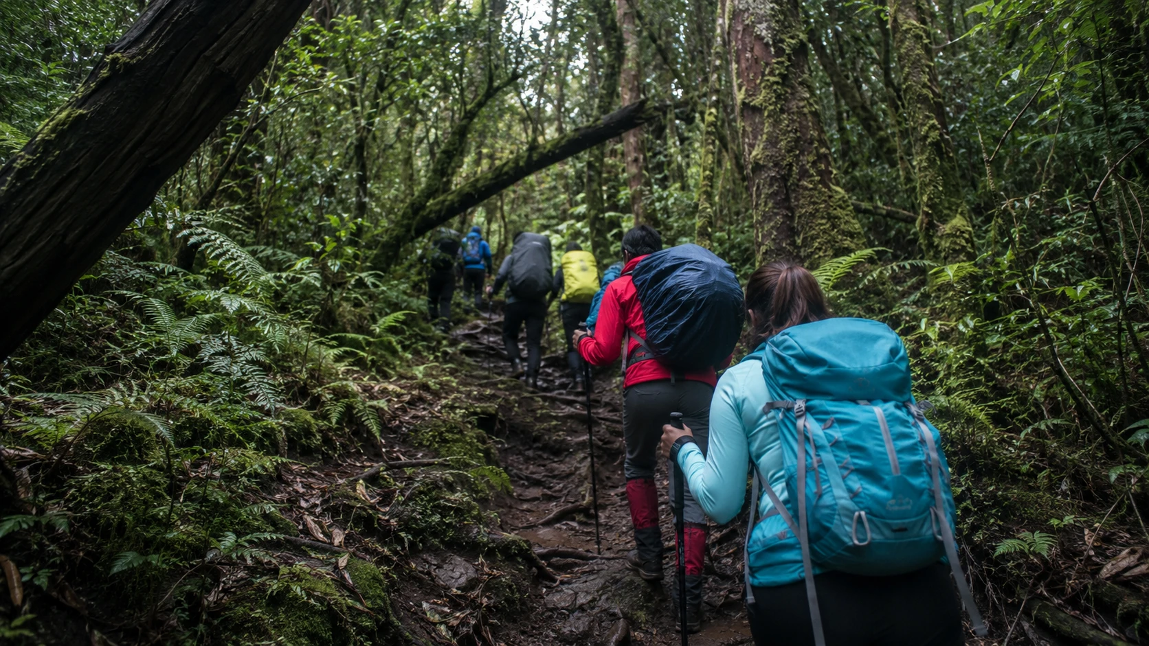 Sejumlah pendaki menyusuri jalur pendakian gunung yang dikelilingi vegetasi hutan lebat. (AI)